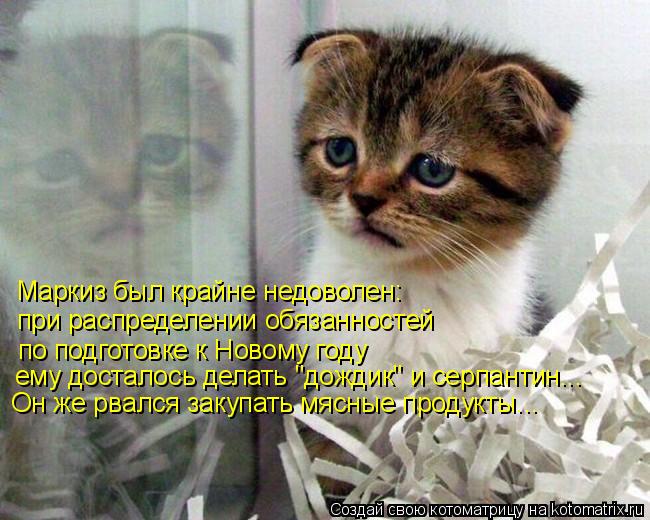 Маркиз был крайне недоволен: при распределении обязанностей по подготовке к Новому году ему досталос... Котоматрица: Маркиз был крайне недоволен: при распределении обязанностей по подготовке к Новому году ему досталось делать "дождик" и серпантин... Он же р