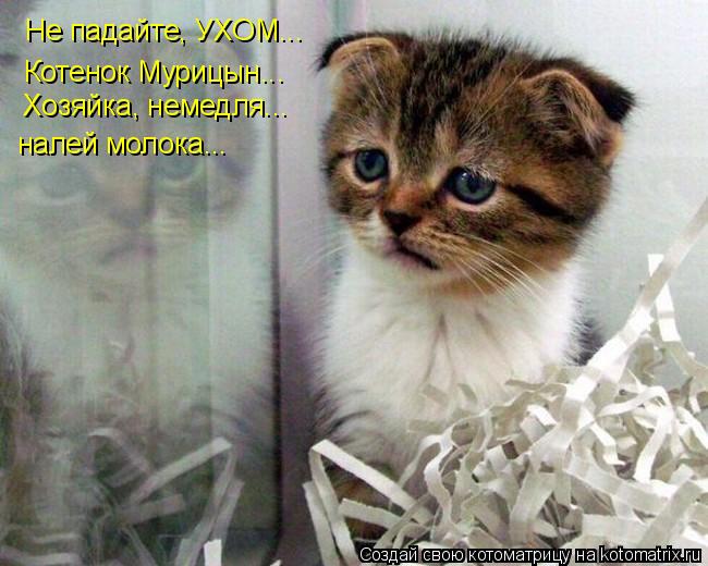 Котоматрица: Не падайте, УХОМ... Котенок Мурицын... Хозяйка, немедля... налей молока...