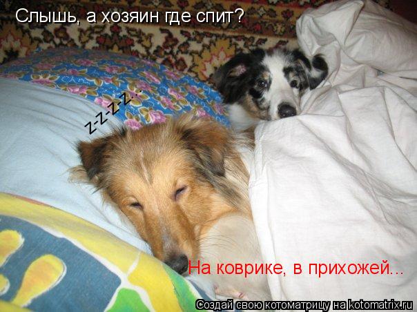Котоматрица: Слышь, а хозяин где спит? На коврике, в прихожей... z-z-z-z...