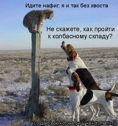 Котоматрица: Не скажете, как пройти к колбасному складу? Идите нафиг, я и так без хвоста
