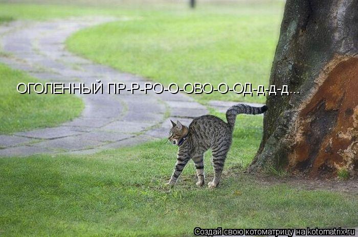 Котоматрица: ОГОЛЕННЫЙ ПР-Р-РО-О-ОВО-О-ОД-д-д-д...