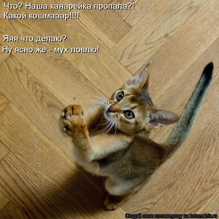 Котоматрица: Что? Наша канарейка пропала?! Какой кошмааар!!!! Яяя что делаю? Ну ясно же - мух ловлю!
