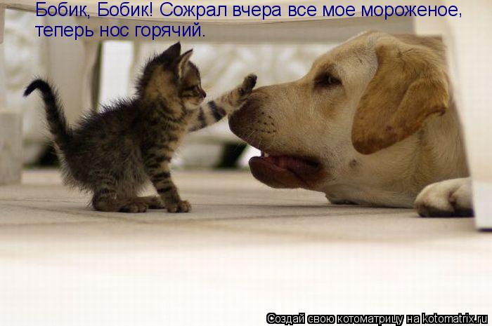 Котоматрица: Бобик, Бобик! Сожрал вчера все мое мороженое теперь нос горячий. ,