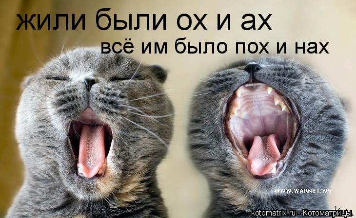 Котоматрица: жили были ох и ах всё им было пох и нах