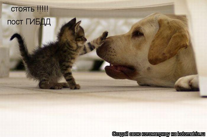 Котоматрица: стоять !!!!! пост ГИБДД