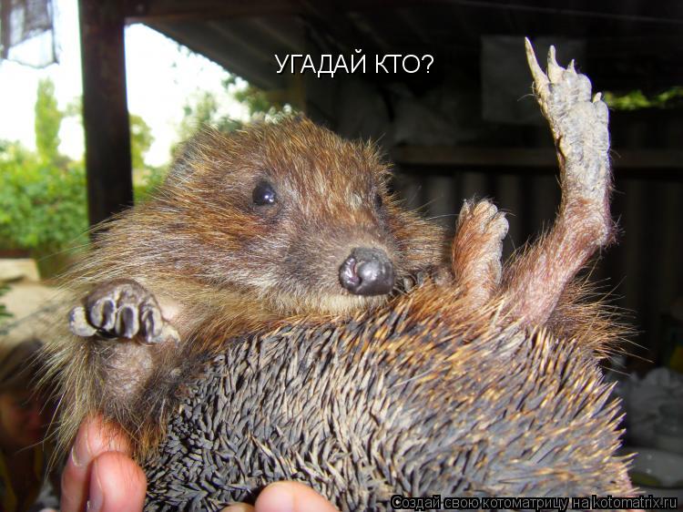 Котоматрица: УГАДАЙ КТО?