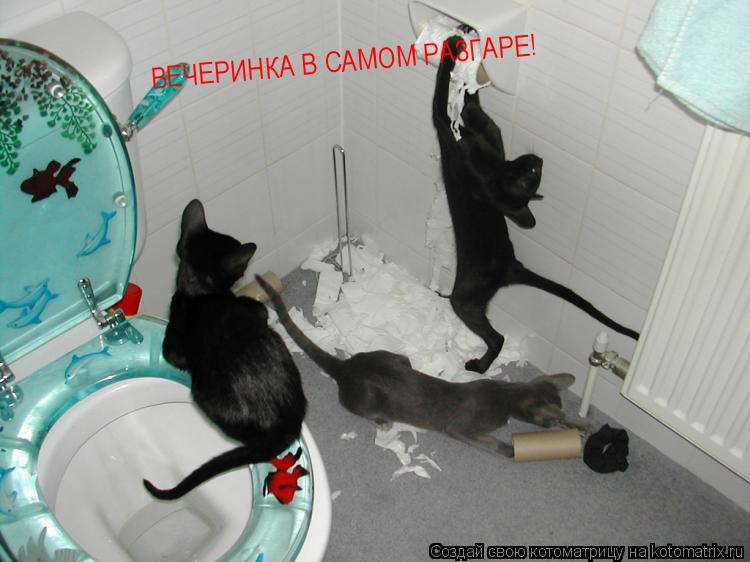 Котоматрица: ВЕЧЕРИНКА В САМОМ РАЗГАРЕ!