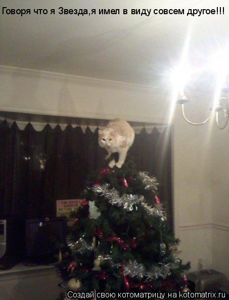 Говоря что я Звезда,я имел в виду совсем другое!!!... Котоматрица: Говоря что я Звезда,я имел в виду совсем другое!!!