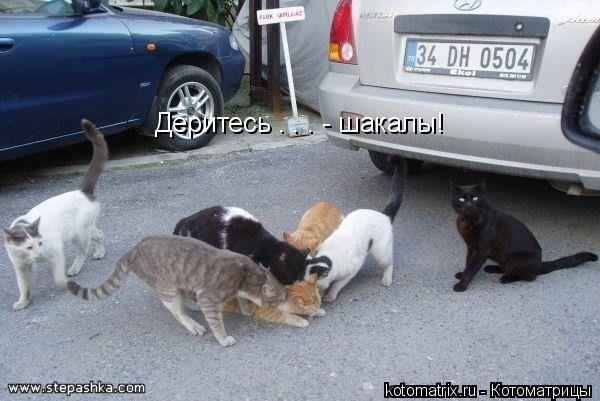 Котоматрица: Деритесь . . . - шакалы!