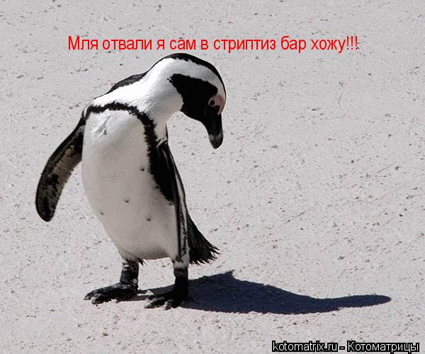 Котоматрица: Мля отвали я сам в стриптиз бар хожу!!!