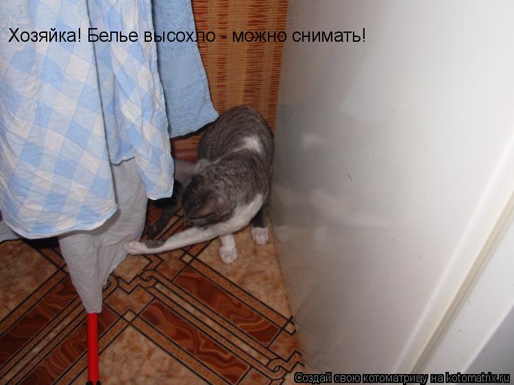 Котоматрица: Хозяйка! Белье высохло - можно снимать!