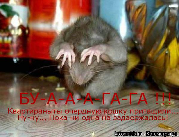 Котоматрица: БУ-А-А-А-ГА-ГА !!! Квартираныты очердную кошку притащили... Ну-ну... Пока ни одна на задаержалась!