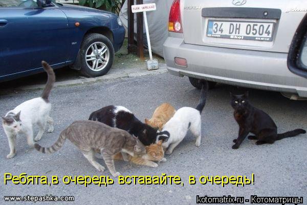 Котоматрица: Ребята,в очередь вставайте, в очередь!