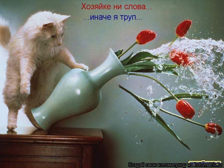 Котоматрица: Хозяйке ни слова... ...иначе я труп...