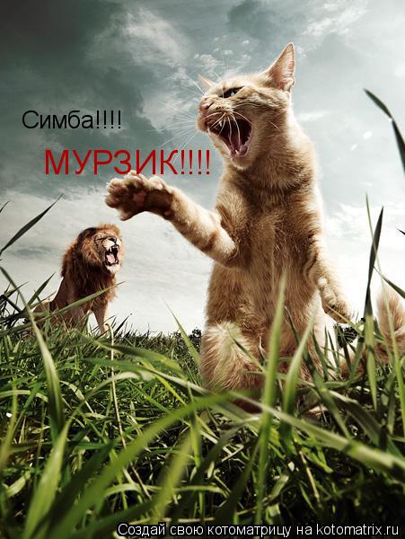 Котоматрица: Симба!!!! МУРЗИК!!!!