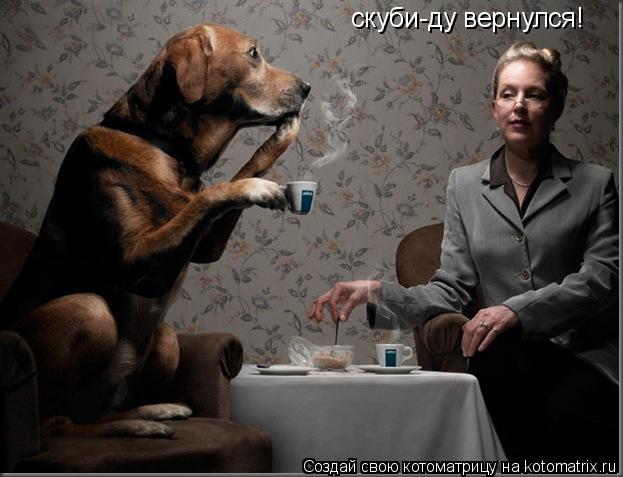 Котоматрица: скуби-ду вернулся!