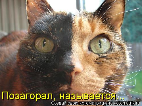 Котоматрица: Позагорал, называется...