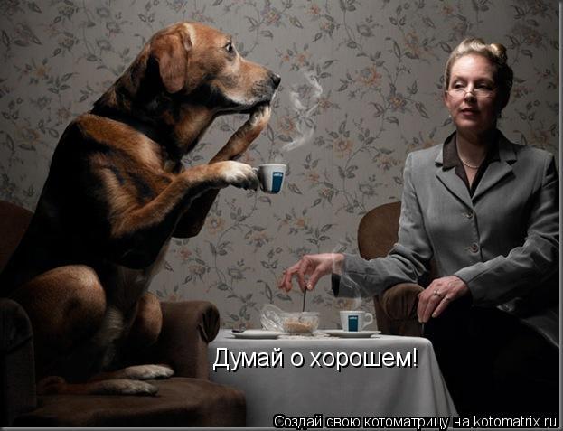 Котоматрица: Думай о хорошем!