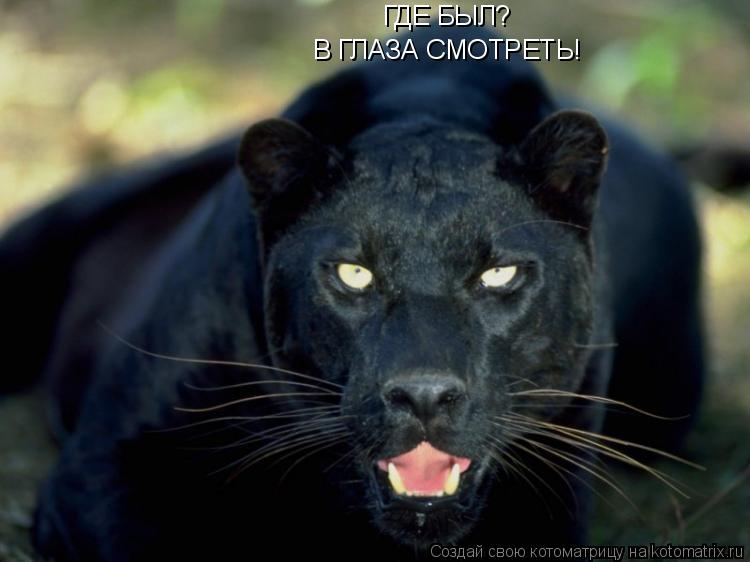 Котоматрица: ГДЕ БЫЛ? В ГЛАЗА СМОТРЕТЬ!