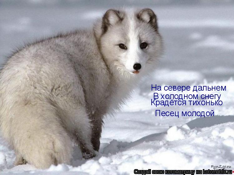 Котоматрица: На севере дальнем В холодном снегу Крадётся тихонько Песец молодой