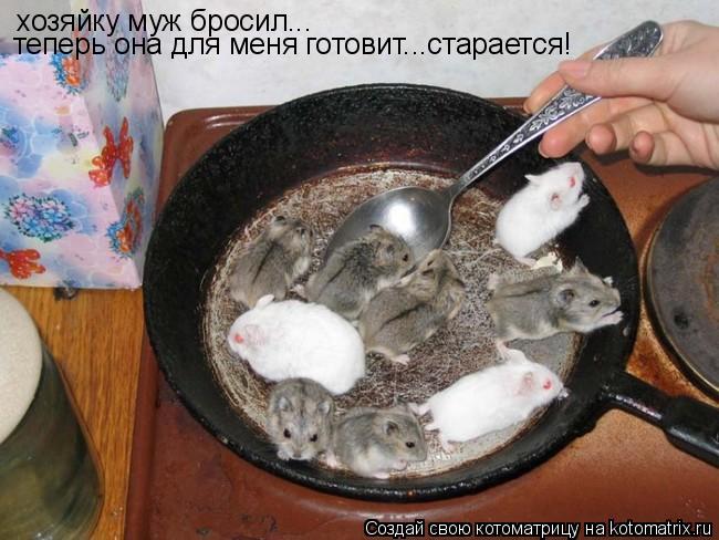Котоматрица: хозяйку муж бросил... теперь она для меня готовит...старается!