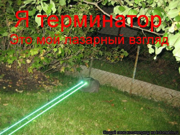 Котоматрица: Я терминатор Это мой лазарный взгляд