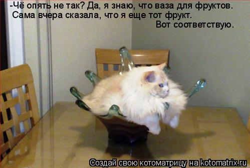 -Чё опять не так? Да, я знаю, что ваза для фруктов. Сама вчера сказала, что я еще тот фрукт. Вот соо... Котоматрица: -Чё опять не так? Да, я знаю, что ваза для фруктов. Сама вчера сказала, что я еще тот фрукт. Вот соответствую.