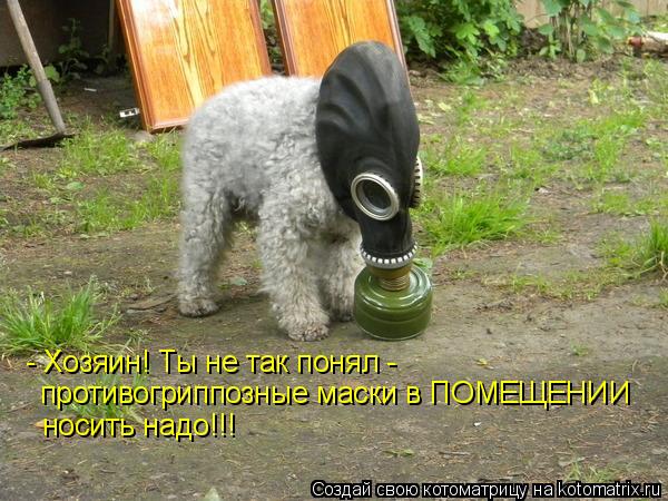 Котоматрица: - Хозяин! Ты не так понял - противогриппозные маски в ПОМЕЩЕНИИ  носить надо!!!