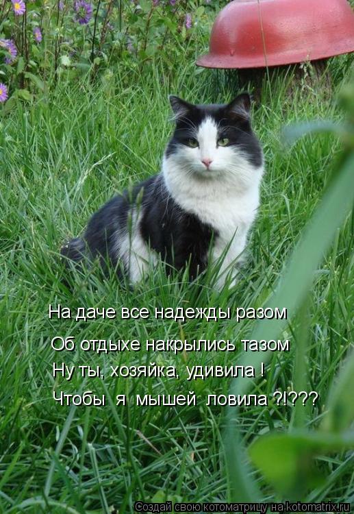 Котоматрица: Об отдыхе накрылись тазом Ну ты, хозяйка, удивила ! Чтобы  я  мышей  ловила ?!??? На даче все надежды разом