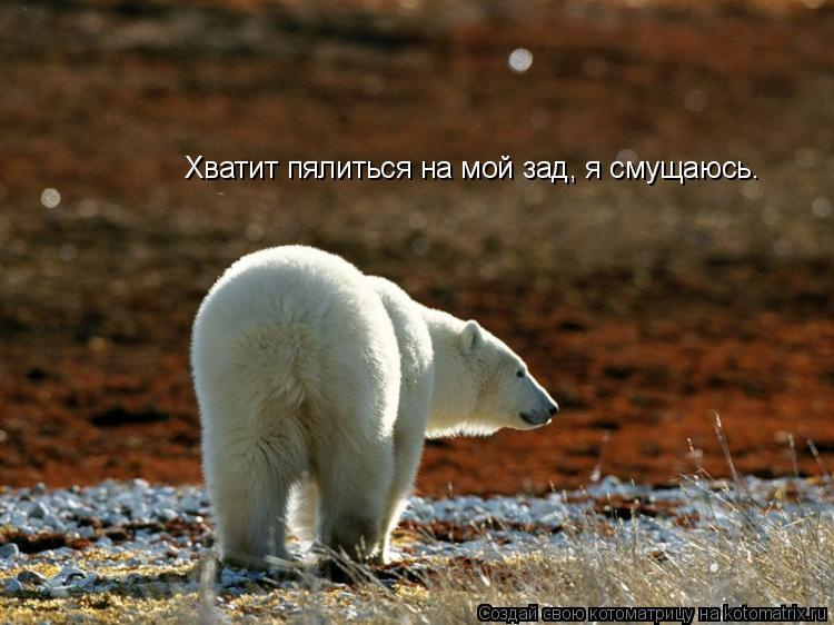 Котоматрица: Хватит пялиться на мой зад, я смущаюсь.