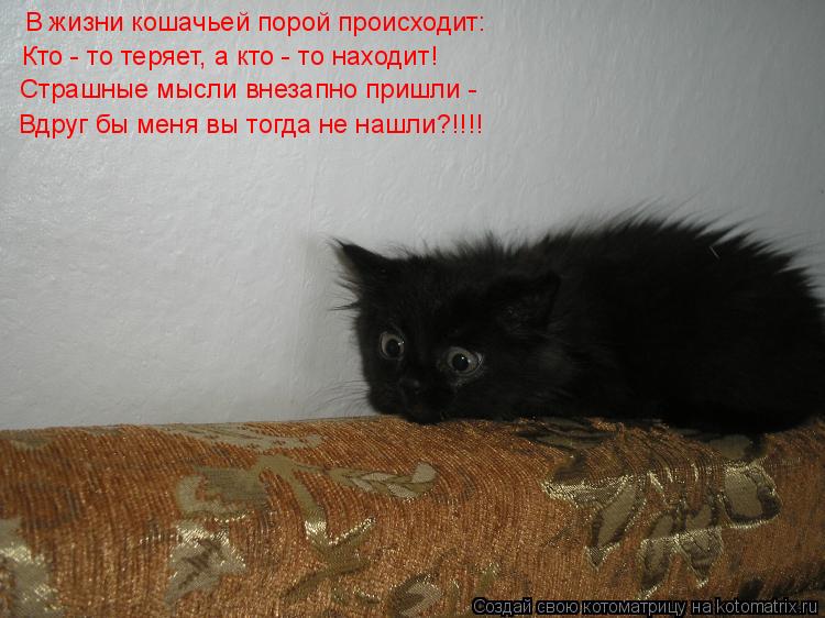 В жизни кошачьей порой происходит: Кто - то теряет, а кто - то находит! Страшные мысли внезапно пришл... Котоматрица: В жизни кошачьей порой происходит: Кто - то теряет, а кто - то находит! Страшные мысли внезапно пришли - Вдруг бы меня вы тогда не нашли?!!!!