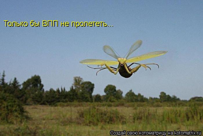 Котоматрица: Только бы ВПП не пролететь...