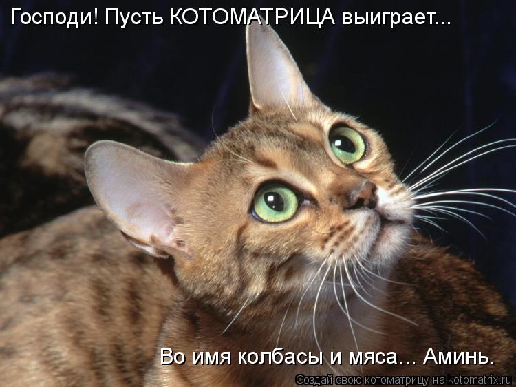 Котоматрица: Господи! Пусть КОТОМАТРИЦА выиграет... Во имя колбасы и мяса... Аминь.