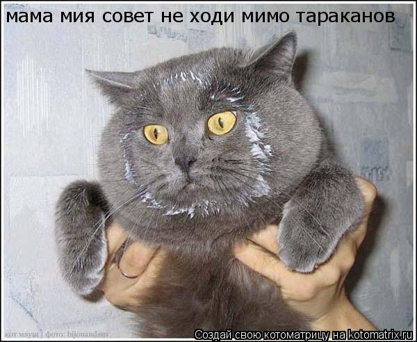 Котоматрица: мама мия совет не ходи мимо тараканов
