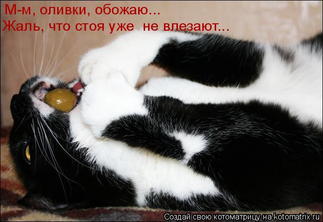 Котоматрица: М-м, оливки, обожаю... Жаль, что стоя уже  не влезают...
