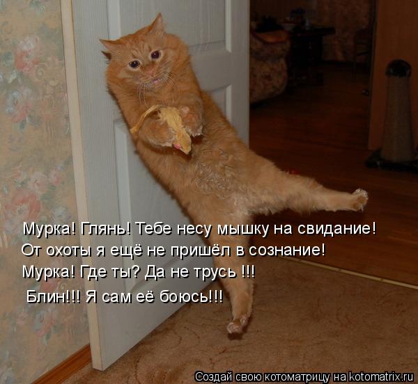 Котоматрица: Мурка! Глянь! Тебе несу мышку на свидание! От охоты я ещё не пришёл в сознание! Мурка! Где ты? Да не трусь !!!  Блин!!! Я сам её боюсь!!!