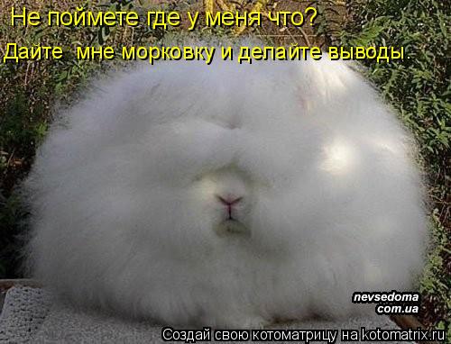 Котоматрица: Не поймете где у меня что?   Дайте  мне морковку и делайте выводы.