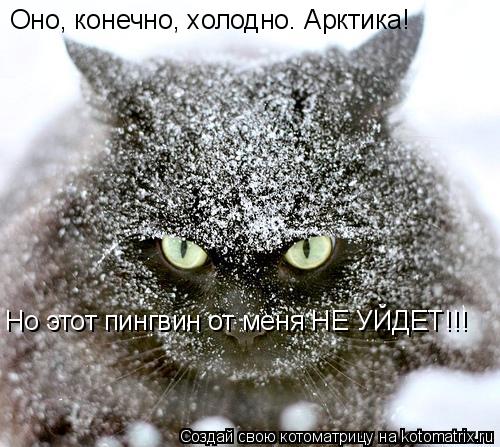 Котоматрица: Оно, конечно, холодно. Арктика! Но этот пингвин от меня НЕ УЙДЕТ!!!