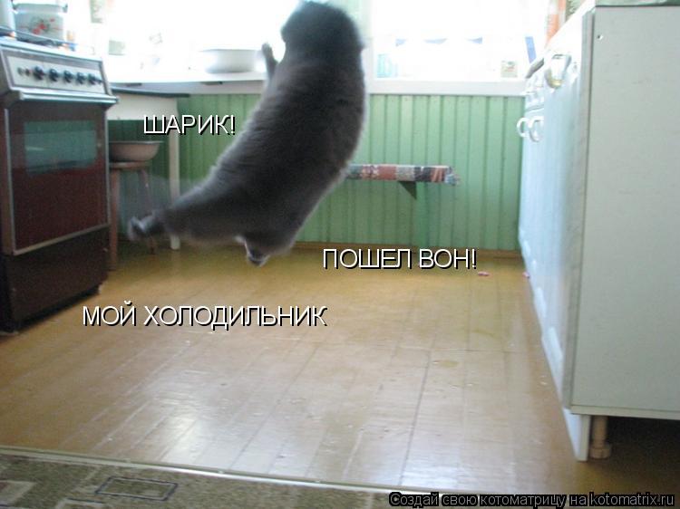 ШАРИК! ПОШЕЛ ВОН! МОЙ ХОЛОДИЛЬНИК... Котоматрица: ШАРИК! ПОШЕЛ ВОН! МОЙ ХОЛОДИЛЬНИК