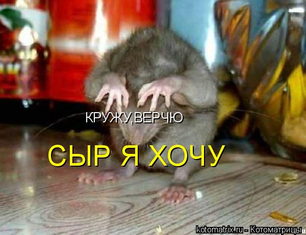 КРУЖУ,ВЕРЧЮ СЫР Я ХОЧУ... Котоматрица: КРУЖУ,ВЕРЧЮ СЫР Я ХОЧУ