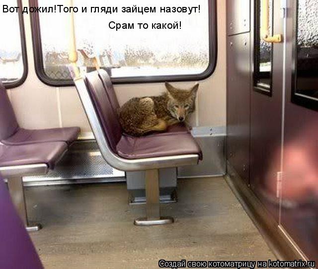 Котоматрица: Вот дожил!Того и гляди зайцем назовут! Срам то какой!