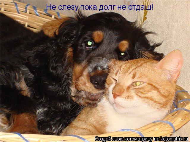 Котоматрица: Не слезу пока долг не отдаш!