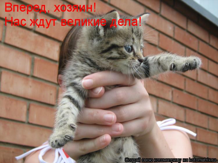 Котоматрица: Вперед, хозяин! Нас ждут великие дела!