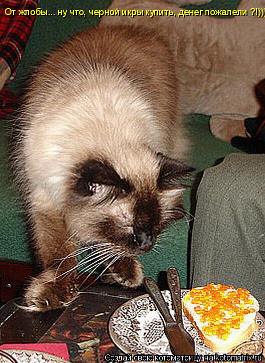 Котоматрица: От жлобы... ну что, черной икры купить, денег пожалели ?!)))