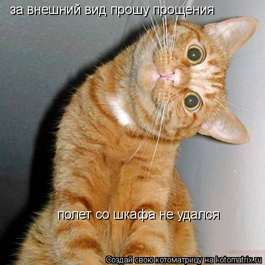 Котоматрица: за внешний вид прошу прощения  полет со шкафа не удался