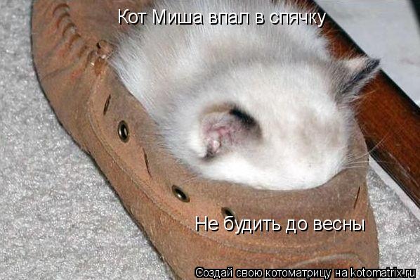 Котоматрица: Кот Миша впал в спячку Не будить до весны