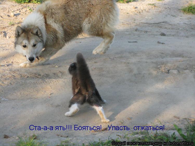 Котоматрица: Ста-а-а ять!!! Бояться! ..Упасть. отжаться!
