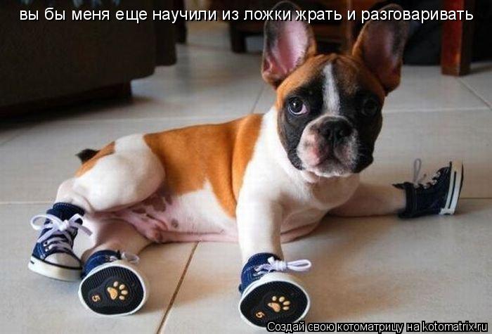 Котоматрица: вы бы меня еще научили из ложки жрать и разговаривать