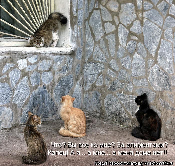 Что? Вы все ко мне? За алиментами? Капец! А я... а мне... а меня дома нет!!... Котоматрица: Что? Вы все ко мне? За алиментами? Капец! А я... а мне... а меня дома нет!!