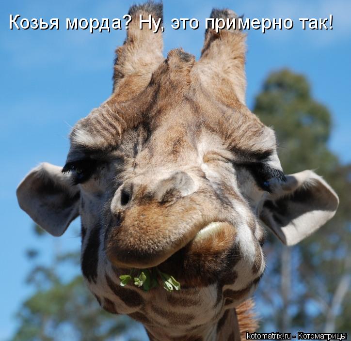 Котоматрица: Козья морда? Ну, это примерно так!